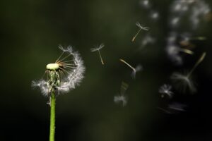 Dandelion seed blowing in the wind. Stimulus check picture